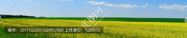 花卉