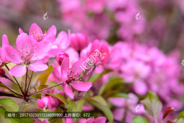 海棠花