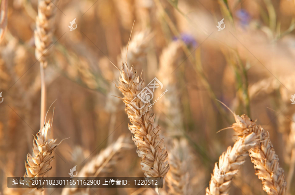 農(nóng)場(chǎng)里成熟的干麥片