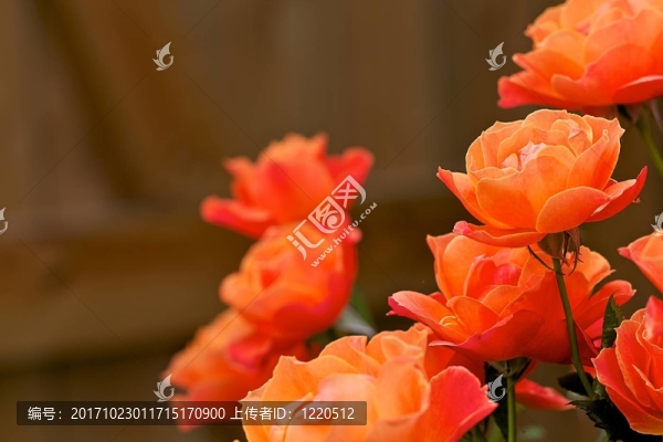 花卉