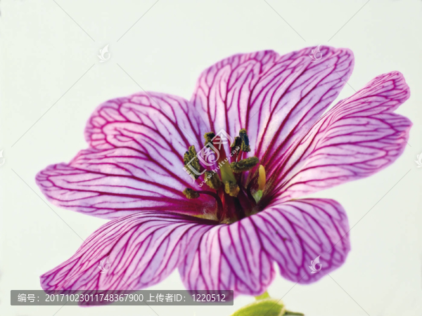 老鸛草開花