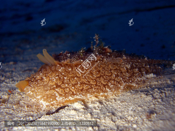 slug,umbraculum,umbraculum
