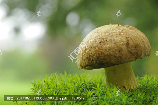 silberrhrling