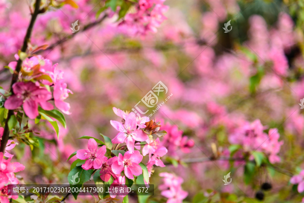 海棠花