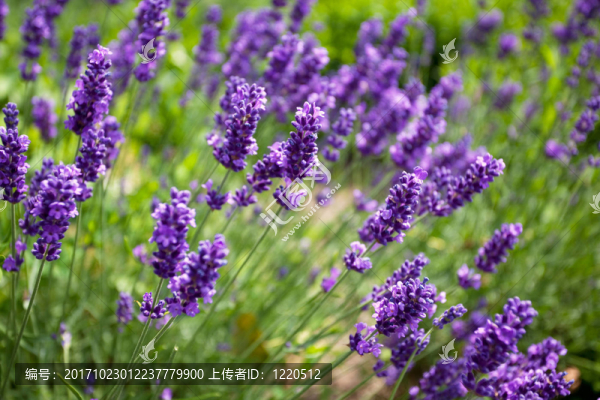 狹葉薰衣草薰衣草