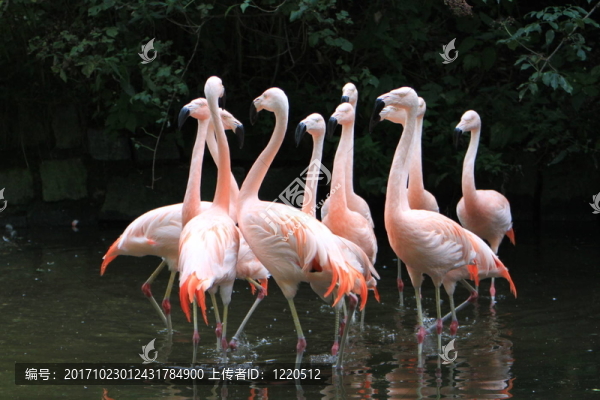 智利火烈鳥(niǎo)STR