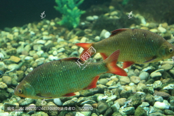 鯉魚STR