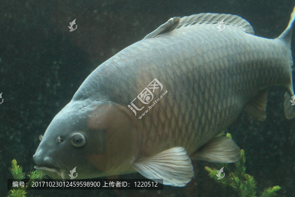 動物