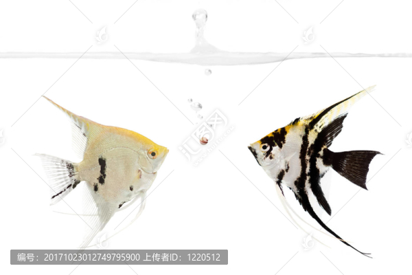 策略
