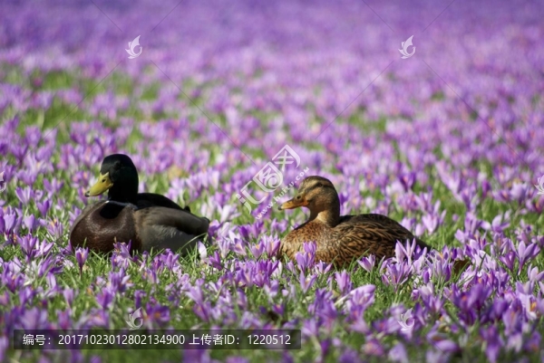 krokusblte