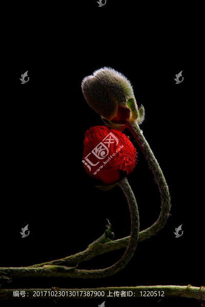 玻璃花瓶里的罌粟