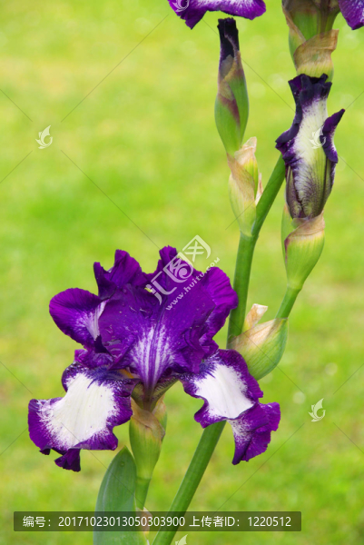 iris,iris,51
