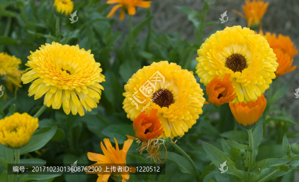 花園里的花