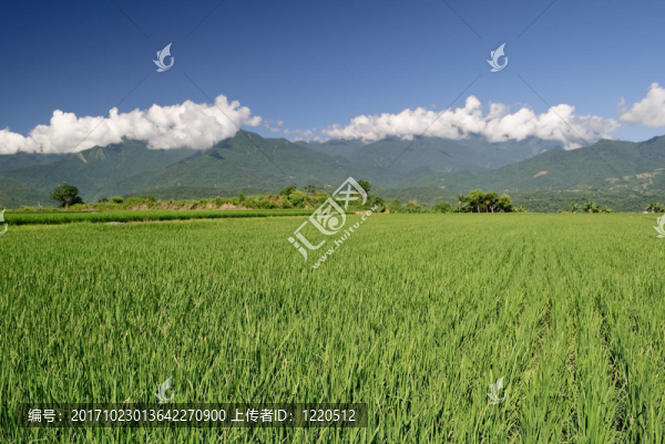 美麗的