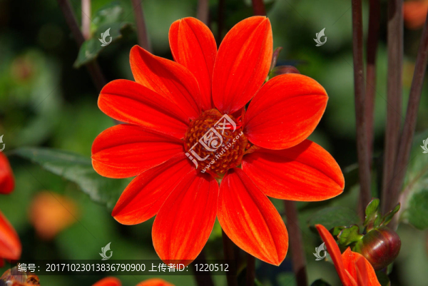 花卉