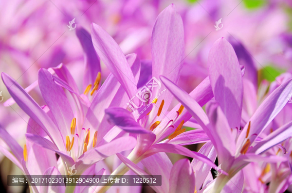 花卉