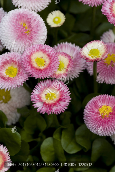 花園