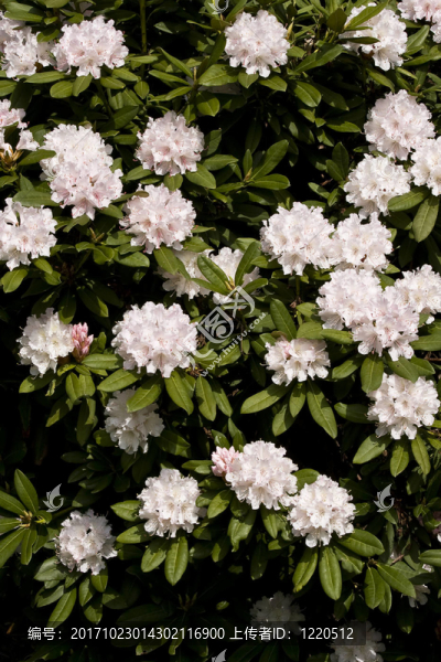 花園