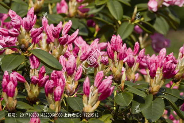 花園