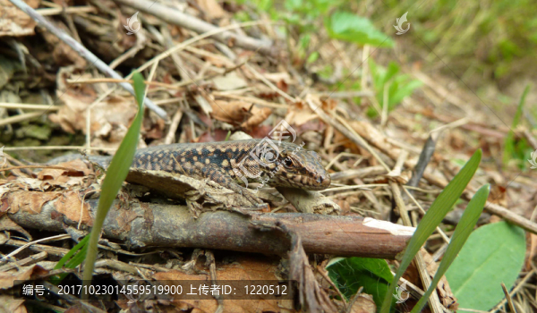 動(dòng)物