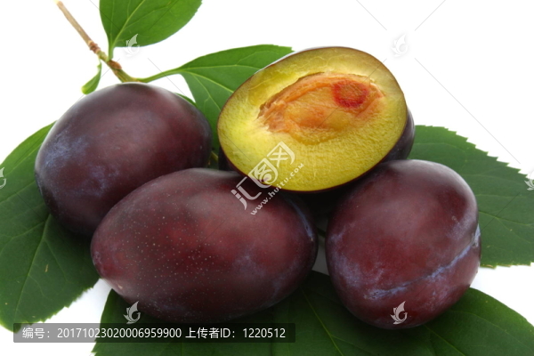 樹