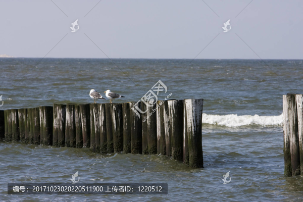 海灘上的海鷗