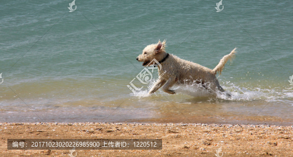 海灘上的狗