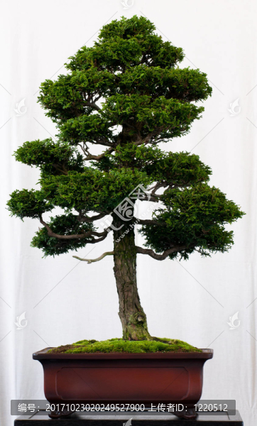 樹干