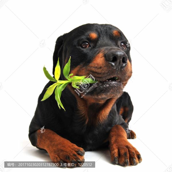 動物