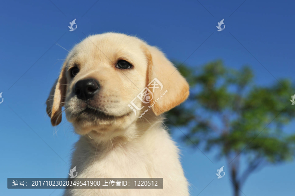 狗