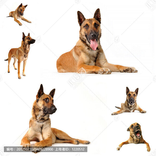狗