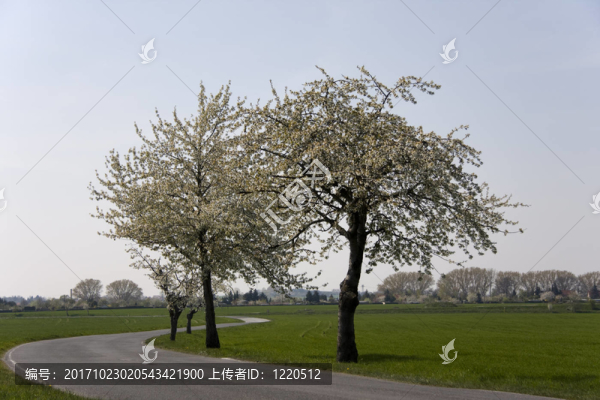 apfelbaumblte1