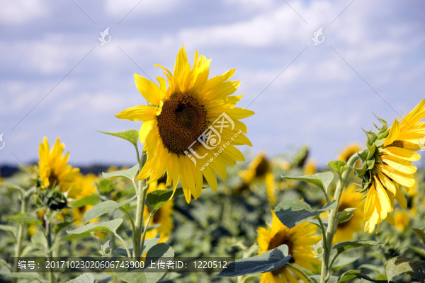 sonnenblume3