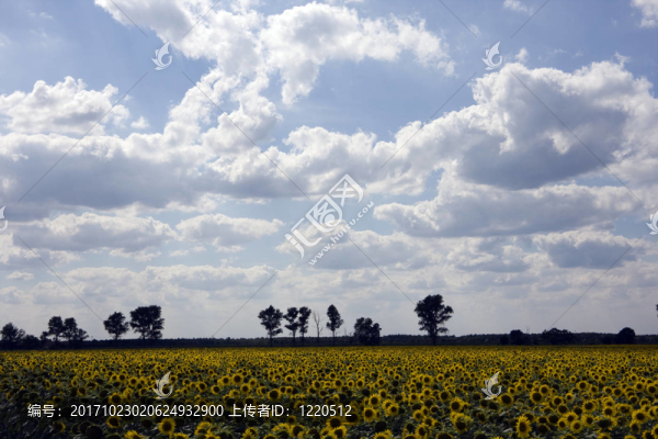 花