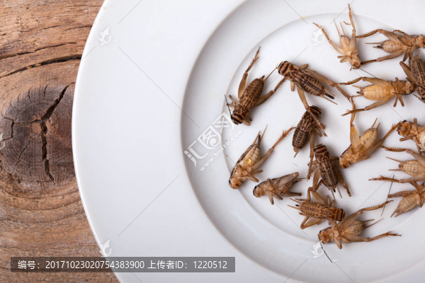 冰凍的蟋蟀