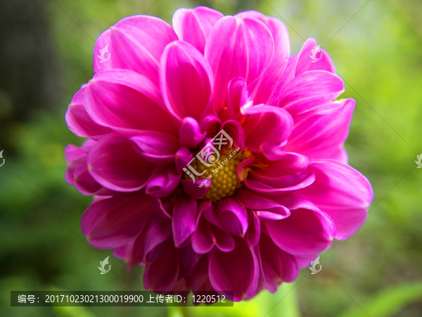 dahlienblte粉紅色