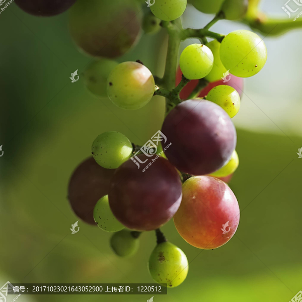 葡萄21