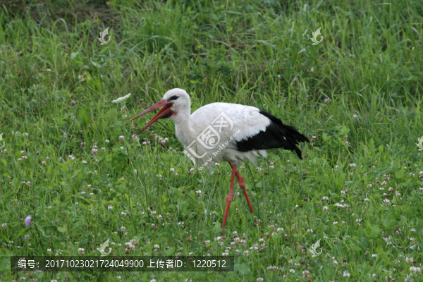 動(dòng)物鳥鸛自然草地青草的草