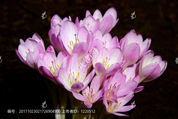 秋秋番紅花[鹿子]