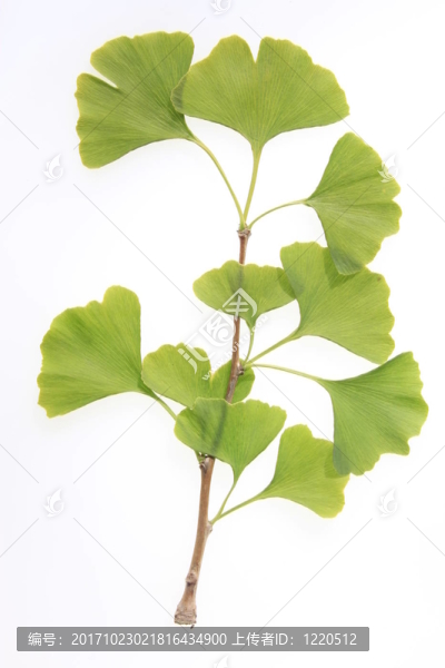 孤立的