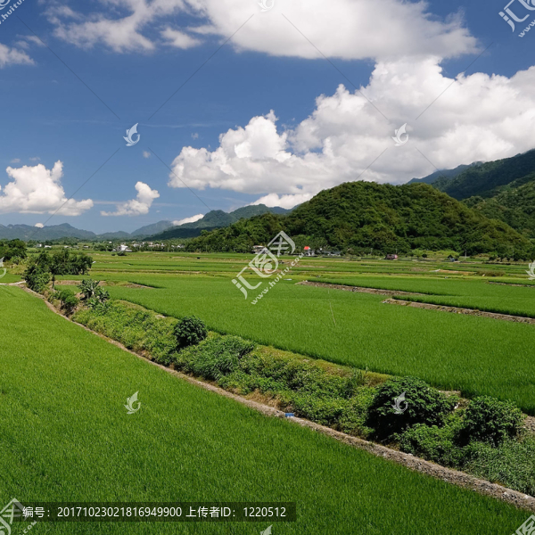美麗的
