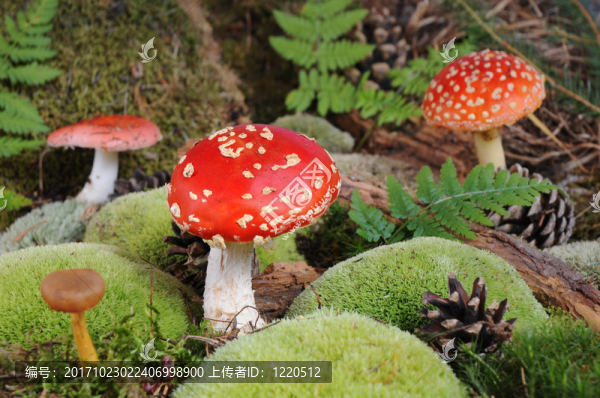 木材