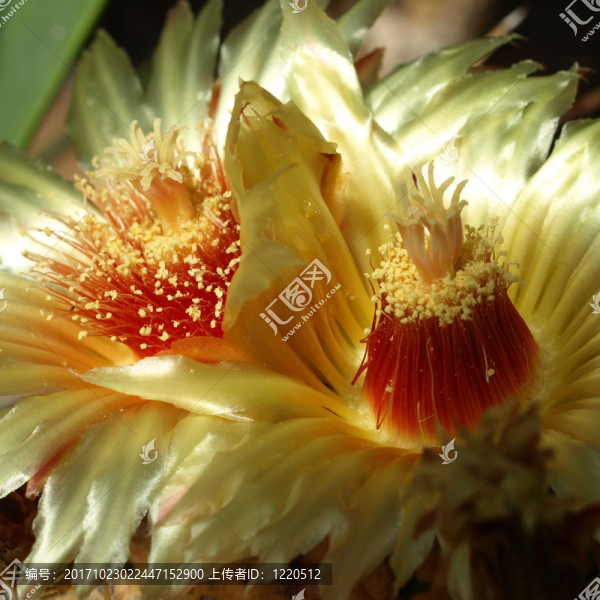 仙人掌花6