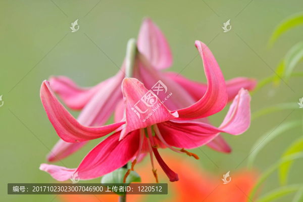 百合花的草地植物夏季農(nóng)村領(lǐng)域