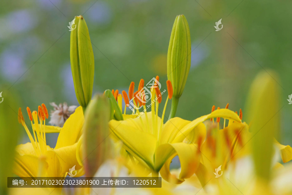 百合花的草地植物夏季農(nóng)村領(lǐng)域