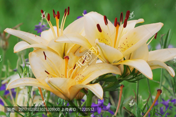百合花的草地植物夏季農(nóng)村領(lǐng)域