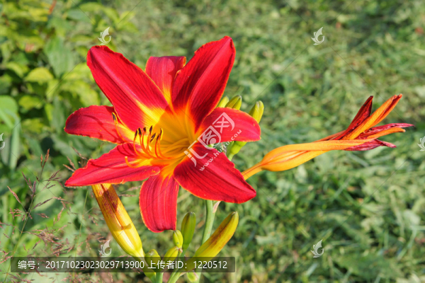 百合花的草地植物夏季農(nóng)村領(lǐng)域