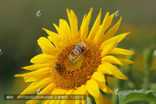 向日葵農(nóng)村蜂花草地植物的夏天