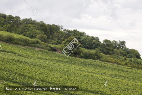 萊茵場(chǎng)