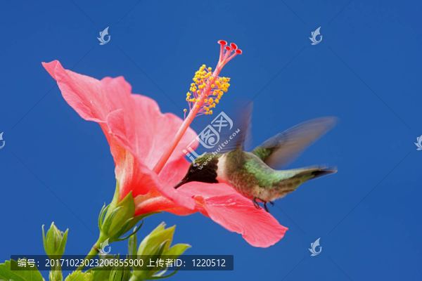 花卉